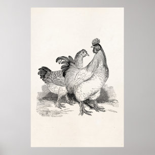 Affiche Oiseaux de Cochin de coq de poulet personnalisés