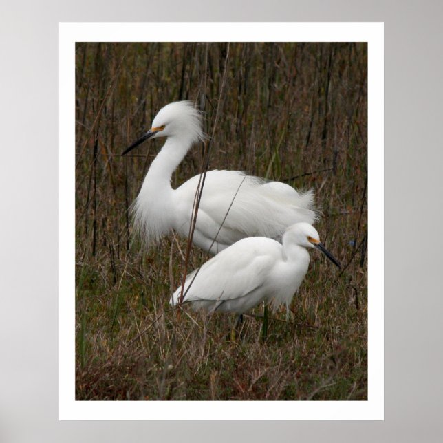 Affiche Oiseaux de deux aigrettes Animaux sauvages Imprime (Devant)