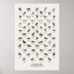Affiche Oiseaux de hautes terres - Bibliothèque du natural
