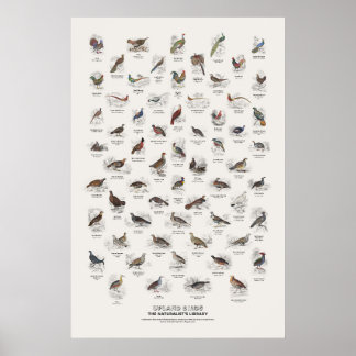 Affiche Oiseaux de hautes terres - Bibliothèque du natural