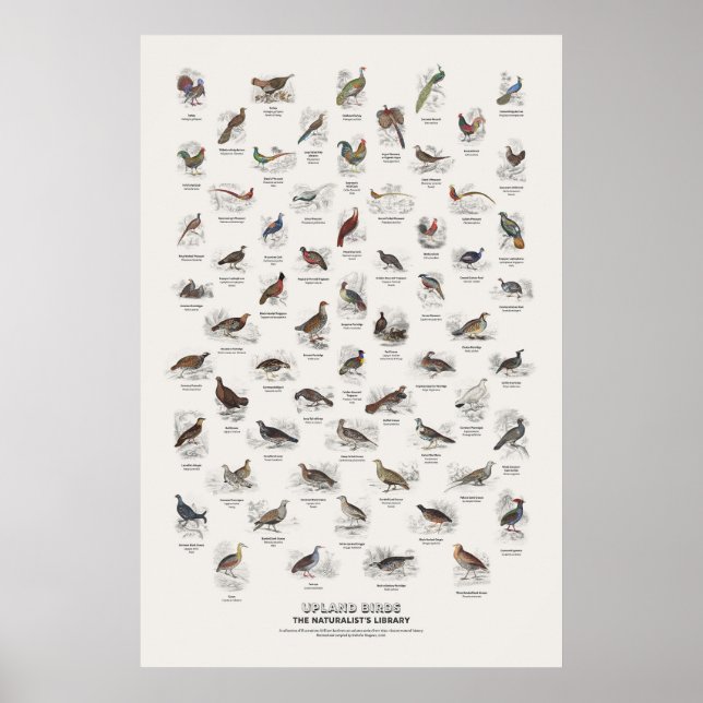 Affiche Oiseaux de hautes terres - Bibliothèque du natural (Devant)