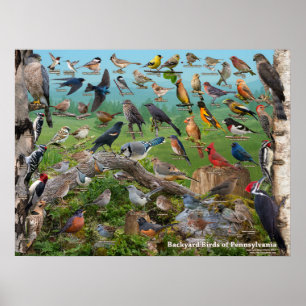 Affiche Oiseaux de jardin de la Pennsylvanie