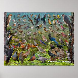Affiche Oiseaux de jardin de l'état de Washington