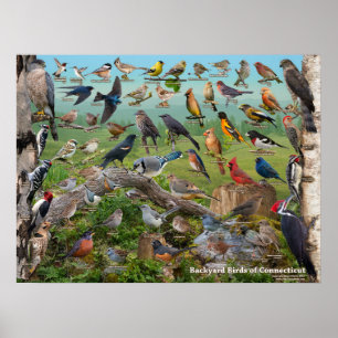 Affiche Oiseaux de jardin du Connecticut