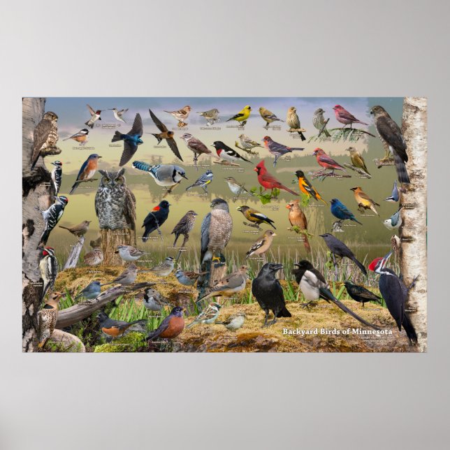 Affiche Oiseaux de jardin du Minnesota (Devant)