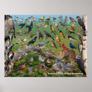 Affiche Oiseaux de jardin du New Hampshire