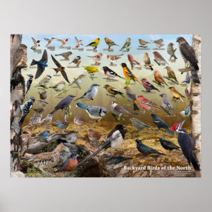 Affiche Oiseaux de jardin du nord