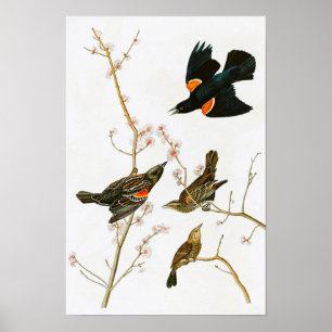 Affiche Oiseaux de John Audubon de merle de marais de