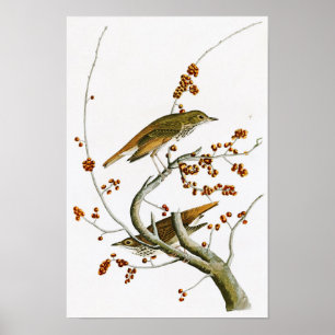 Affiche Oiseaux de John James Audubon de grive d'ermite de