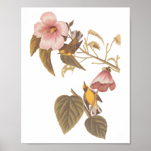 Affiche Oiseaux de la Paruline Jaune à ailes bleues d'Audu