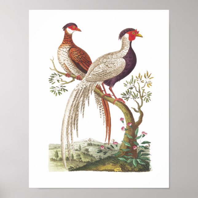 Affiche Oiseaux de Linnaeus - faisans chinois (Devant)
