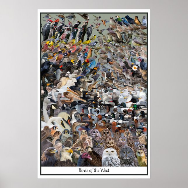 Affiche Oiseaux de l'Ouest (Devant)