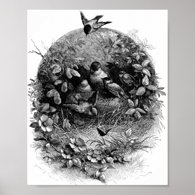 Affiche Oiseaux de Mamma et de Bébé dans le nid Illustrati (Devant)