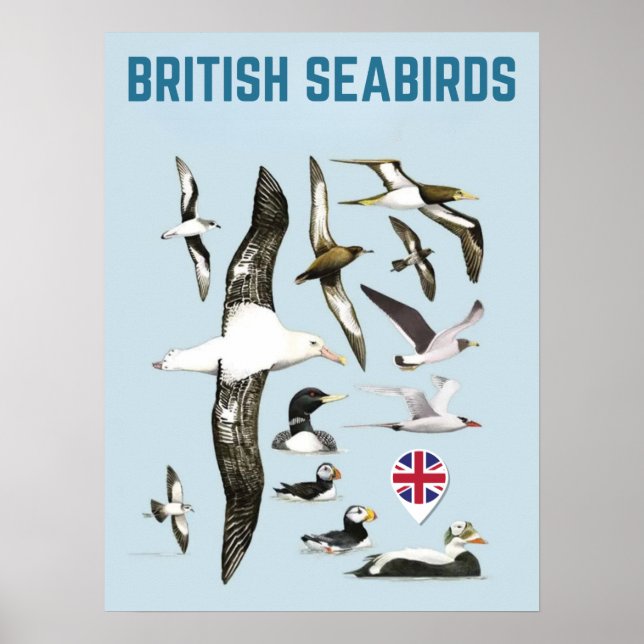 Affiche Oiseaux de mer britanniques oiseaux royaux unis (Devant)