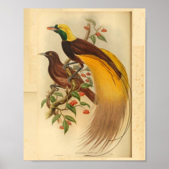 Affiche Oiseaux de Paradise Vert Jaune Vintage Imprimer (Devant)
