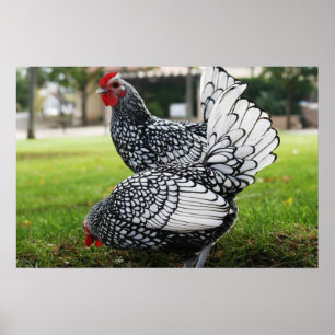 Affiche "Oiseaux de plume"