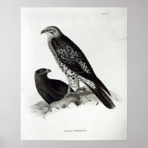 Affiche Oiseaux de Prey