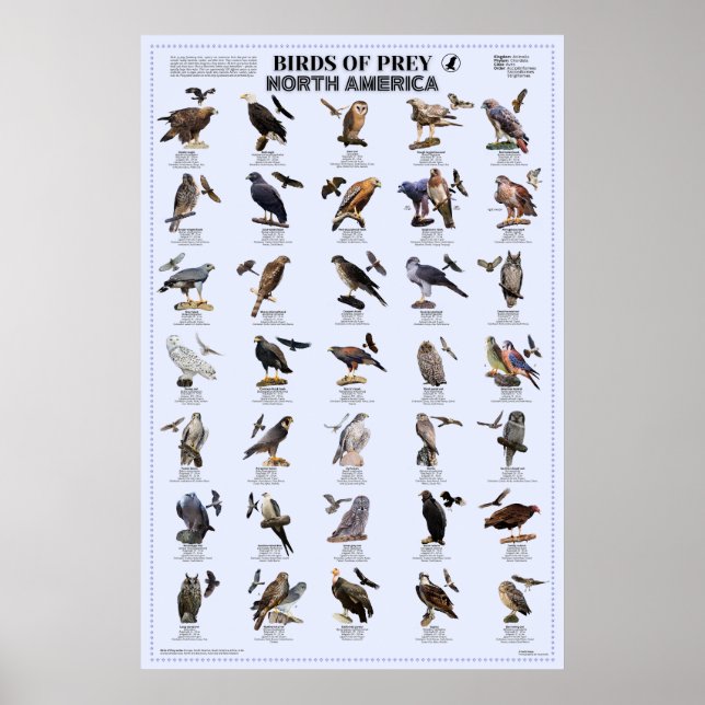 Affiche Oiseaux de Prey - Amérique du Nord (Devant)