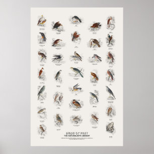 Affiche Oiseaux de proie - Bibliothèque du naturaliste
