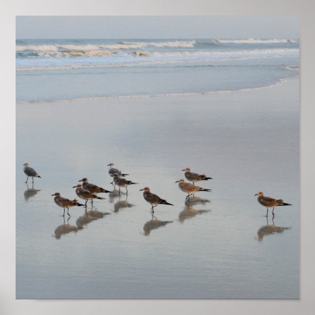 Affiche Oiseaux de rivage (Devant)