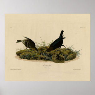 Affiche Oiseaux de vache (Cowbird) Audubon's Birds of Amer