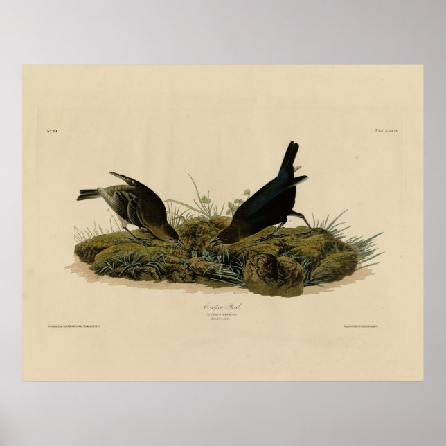Affiche Oiseaux de vache (Cowbird) Audubon's Birds of Amer (Devant)