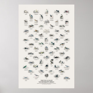 Affiche Oiseaux d'eau - Bibliothèque du naturaliste