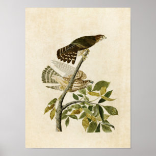 Affiche Oiseaux du faucon de pigeon du plat 92 % pipe%  