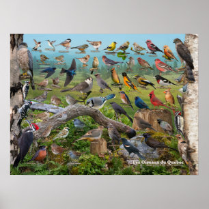 Affiche Oiseaux du Québec