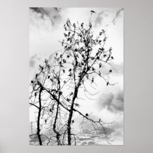 Affiche Oiseaux d'une plume