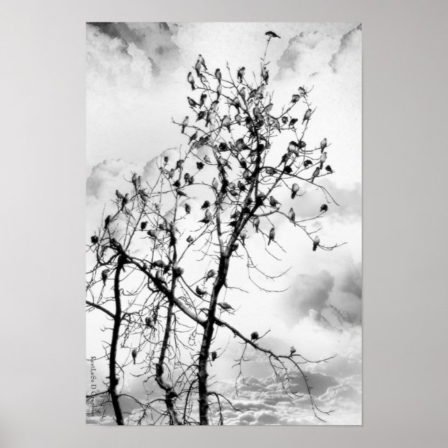 Affiche Oiseaux d'une plume (Devant)