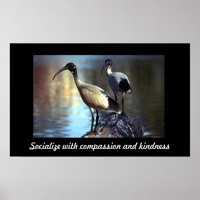 Affiche Oiseaux en bille (Devant)