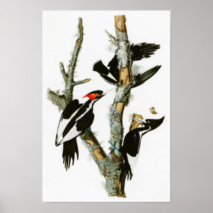 Affiche oiseaux Ivoire-affichés d'Audubon de pivert de