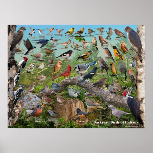 Affiche Oiseaux jardins de l'Indiana (Devant)