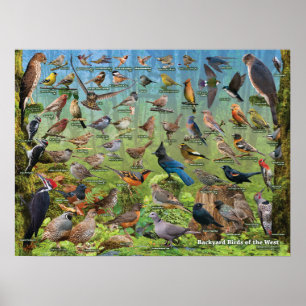 Affiche Oiseaux jardins de l'Ouest