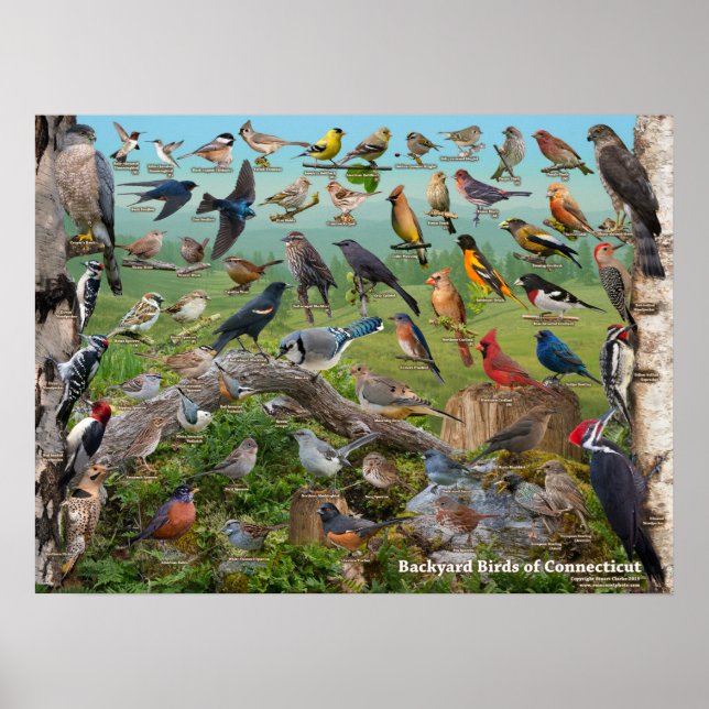 Affiche Oiseaux jardins du Connecticut (Devant)