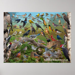 Affiche Oiseaux jardins du Maryland