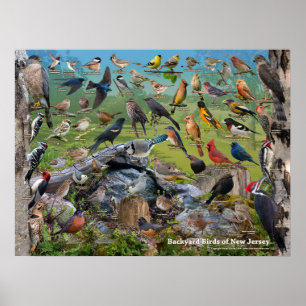 Affiche Oiseaux jardins du New Jersey