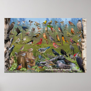 Affiche Oiseaux jardins du sud de l'Ontario