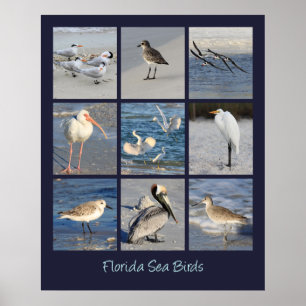Affiche Oiseaux marins de Floride Photos
