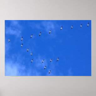 Affiche Oiseaux migrateurs