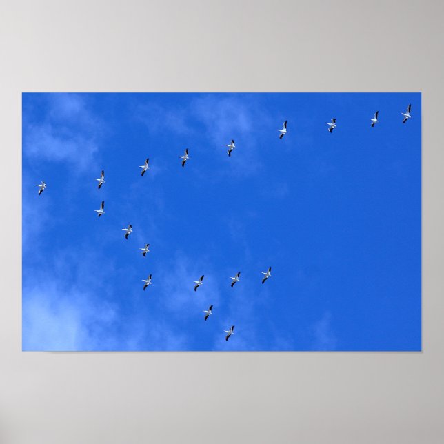 Affiche Oiseaux migrateurs (Devant)