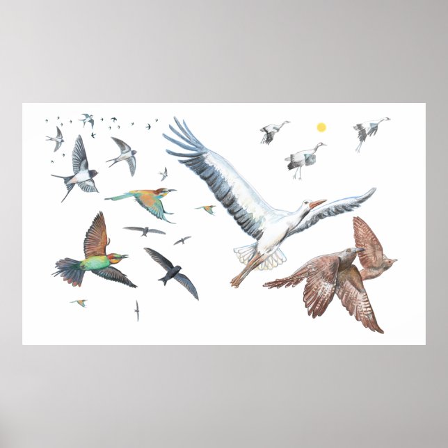 Affiche Oiseaux migrateurs traçant leurs vols Illustration (Devant)