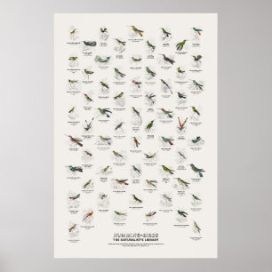 Affiche Oiseaux-Mouches - Bibliothèque du Naturaliste