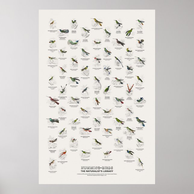 Affiche Oiseaux-Mouches - Bibliothèque du Naturaliste (Devant)