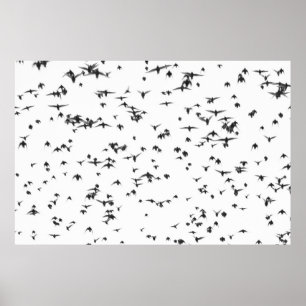 AFFICHE OISEAUX NOIRS VOLANT SUR LE CIEL
