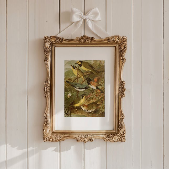 Affiche Oiseaux nord-américains | Tzel Gustav Mü (Créateur téléchargé)