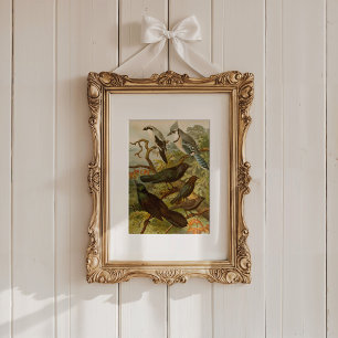 Affiche Oiseaux nord-américains   Tzel Gustav Mü