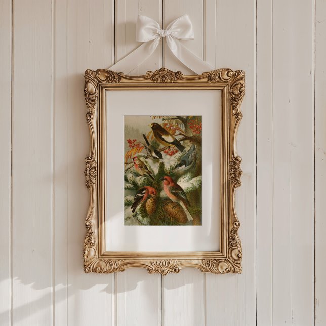 Affiche Oiseaux nord-américains | Tzel Gustav Mü (Créateur téléchargé)