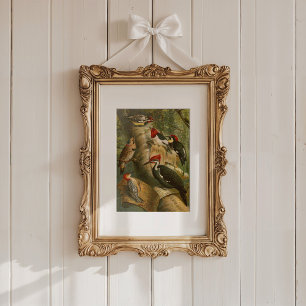 Affiche Oiseaux nord-américains   Tzel Gustav Mü